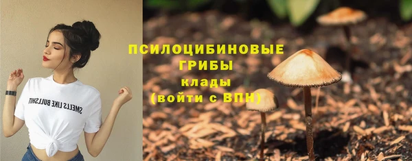 индика Новозыбков